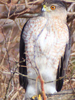 Cooper's Hawk
