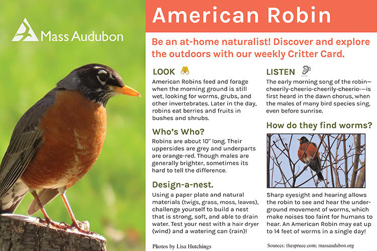 Critter Card — American Robin
