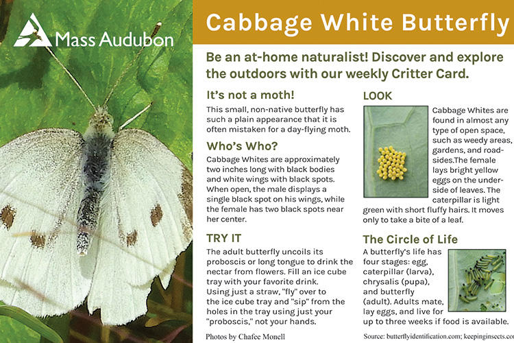 Critter Card — Cabbage White