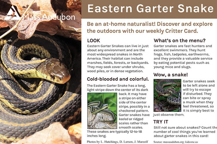 Critter Card — Eastern Garter Snake