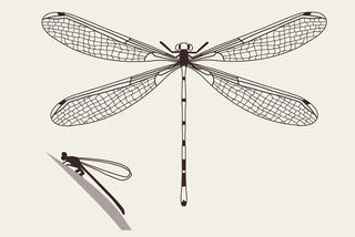 Damselfly illustration