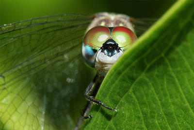 Dragonfly closeup © Shawn O'Bryan