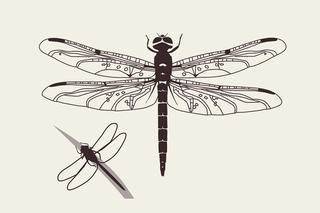 Dragonfly illustration
