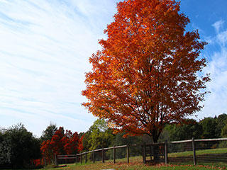 Drumlin tree fall hike 320