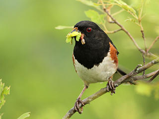Eastern towhee © Evan Lipton