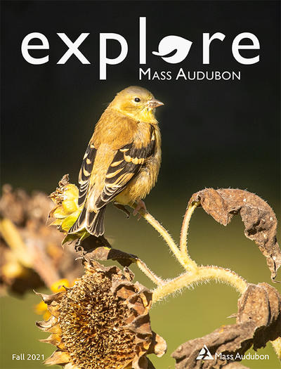 Cover of "Explore" Fall 2021 - American Goldfinch in fall plumage © Dana Goedewaagen