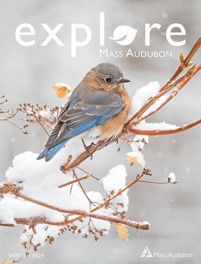 Cover of "Explore" Winter 2021 issue (Eastern Bluebird on a snowy branch © Cheryl Rose)