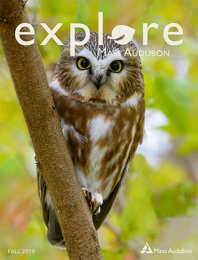 Saw-whet Owl on the cover of Fall 2019 issue of "Explore"