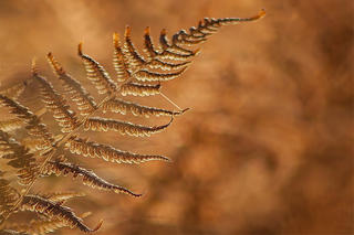 Fall fern at Laughing Brook © Kevin Kopchynski