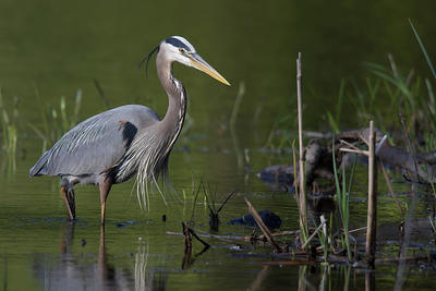 Great Blue Heron near wetland shore in Andover, MA © John Yurka