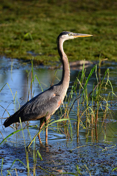 Great Blue Heron wading at Ipswich River © Derek Allad