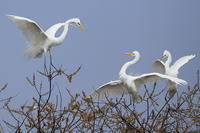 Great Egrets in breeding plumage Kettle Island