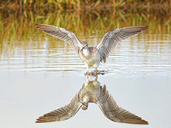 Greater yellowlegs © Rachel Bellenoit