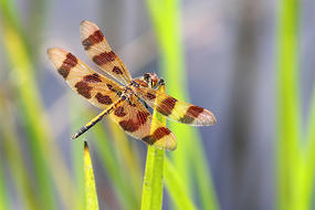 Halloween Pennant © Cheryl Rose