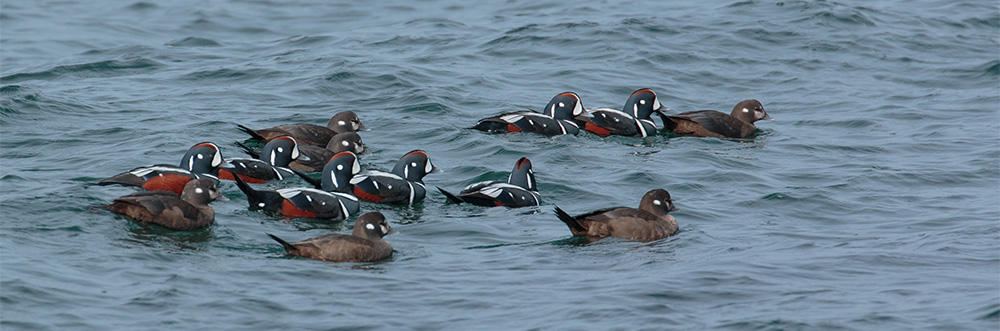 Harlequin Ducks on water