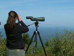 Hawk watching on a mountain