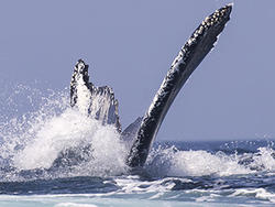 Humpback whale fluke © James Duffy