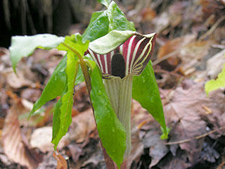 Jack-in-the-pulpit