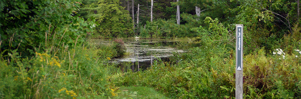 Pondshore Trail at Lake Wampanoag