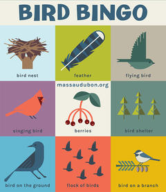 Mass Audubon Bingo Card - Bird Bingo