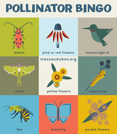Mass Audubon Bingo Card - Pollinator Bingo