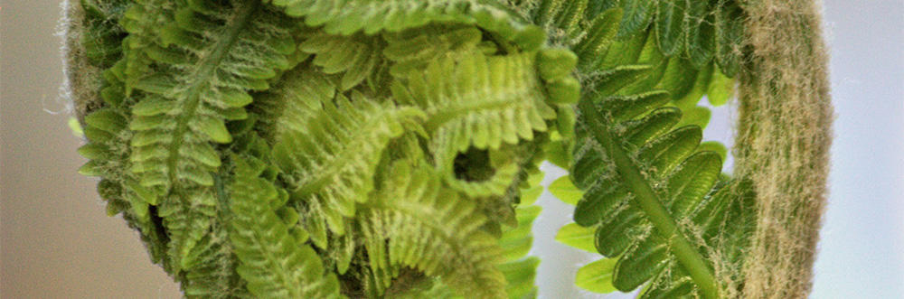 Macro closeup of fiddlehead fern © Lucy Loomis