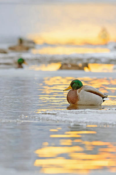 Mallards sitting on top of frozen water at sunset in winter