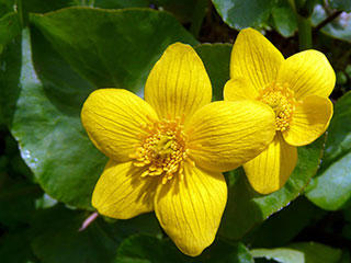 Marsh marigold by Rene Laubach