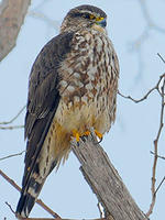 Merlin