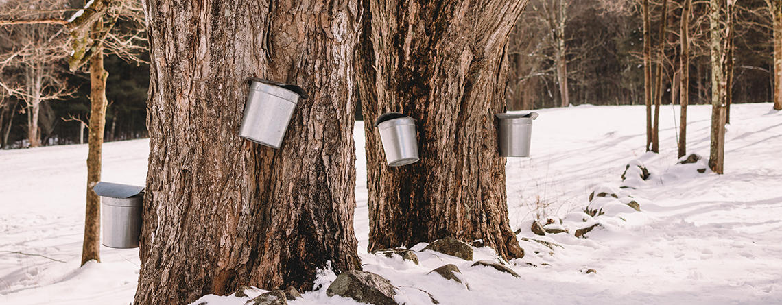 Metal sap collection buckets on the trunks of Sugar Maples