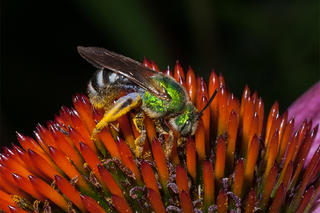 Metallic Green Bee at Broadmoor (Photo: Joy Marzolf)