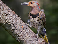 Northern flicker © Cheryl Rose