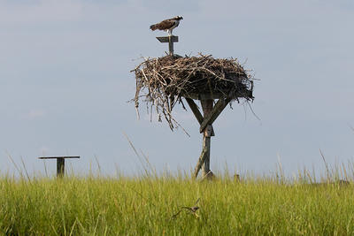 Osprey on nesting pole at Gunning Island