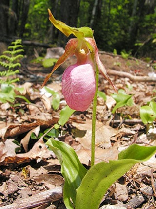 Pink lady's slipper