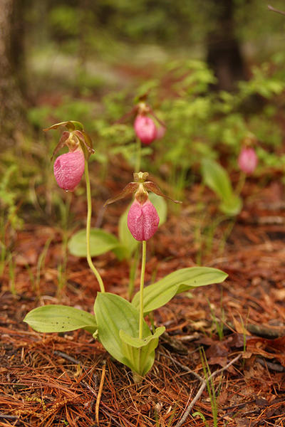 Pink Lady's Slippers in bloom (by Kristin Foresto/Mass Audubon)