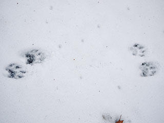 Raccoon tracks © Rosemary Mosco