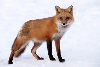 Red Fox in snow © Karen Walker