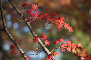 Red leaves on a maple tree at BNC © Eduardo del Solar