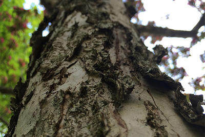 Red Maple bark closeup © Jillian Scannell
