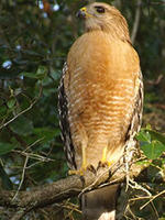 Red-Shouldered Hawk