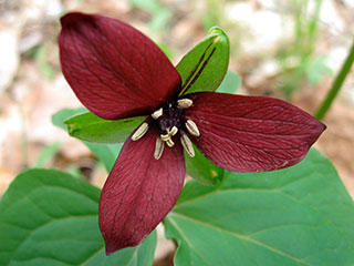Red trillium by Rosemary Mosco