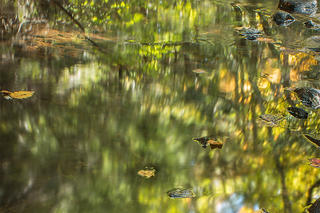 Reflections on the surface of Laughing Brook © Kevin Kopchynski