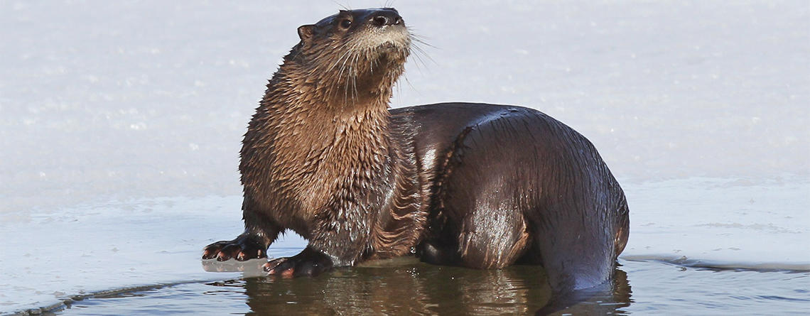 You Otter Know River Otters In Winter