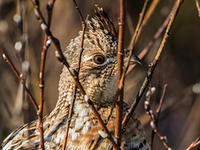Ruffed grouse by David Larson