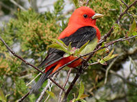 Scarlet tanager © Ruby Sarkar