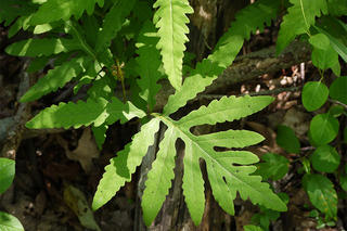 Sensitive fern (Photo: Rosemary Mosco)