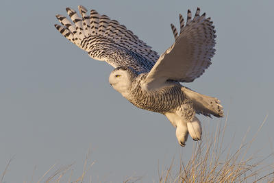 Snowy Owl © Nathan Goshgarian