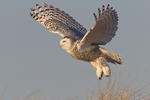 Snowy Owl © Nathan Goshgarian