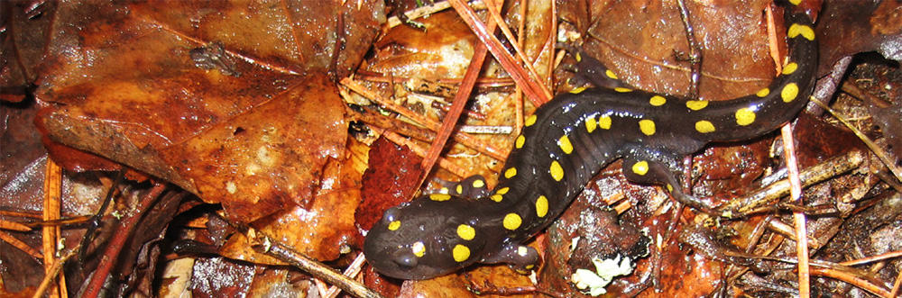 Spotted Salamander on wet leaves (Photo: Ian Ives)
