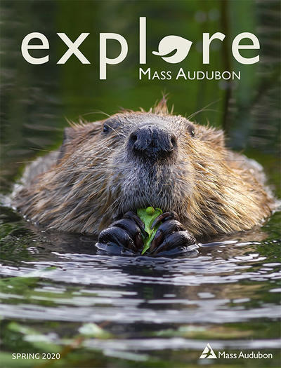 Spring 2020 Explore cover (Beaver © Darya Zelentsova)